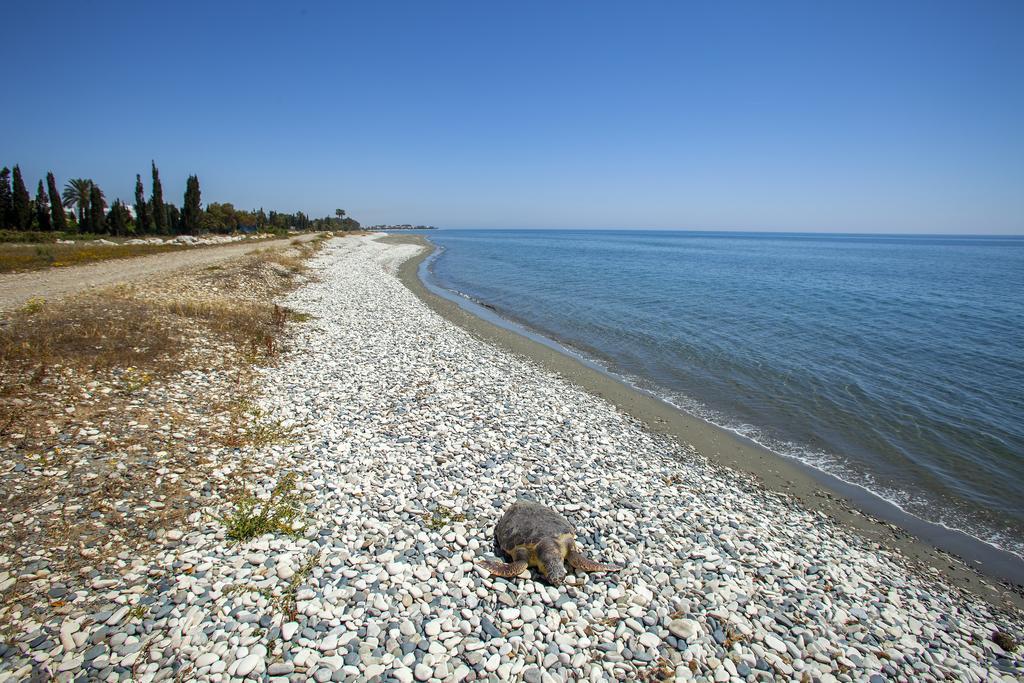 Larnaca Villa Marina Meneou Buitenkant foto